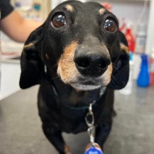 Cottonwood Veterinary Clinic